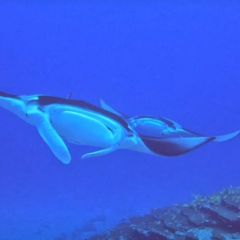 Bob Gilmour MV Carpe Diem 2026-01-18 00:00:00